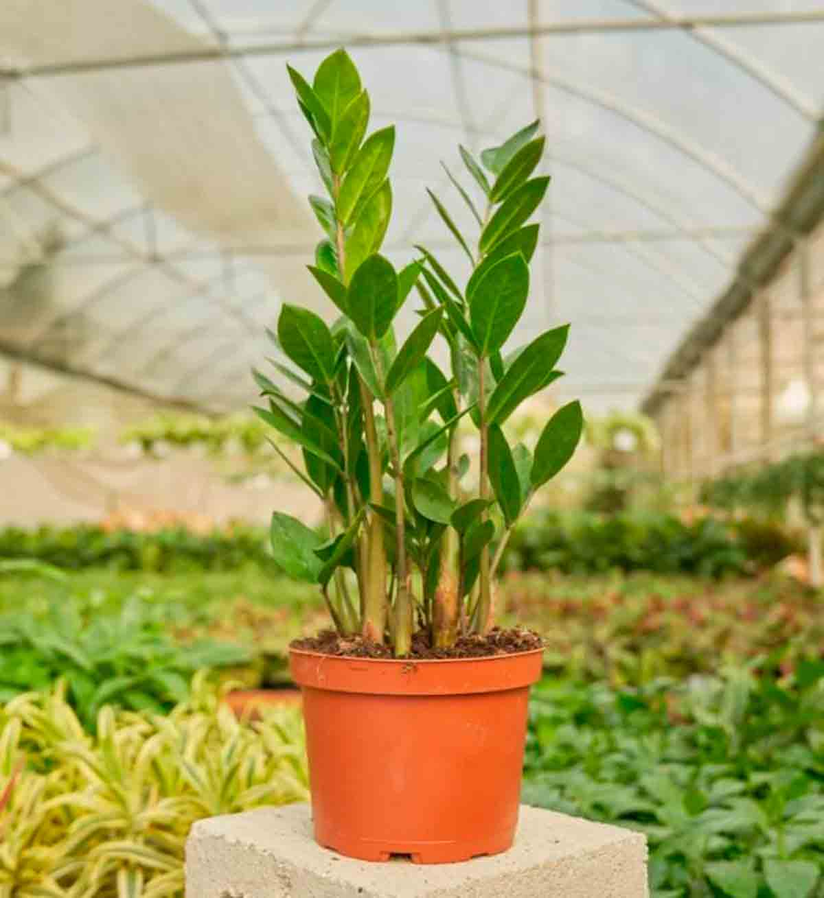 Zamioculcas . Foto: Rooted