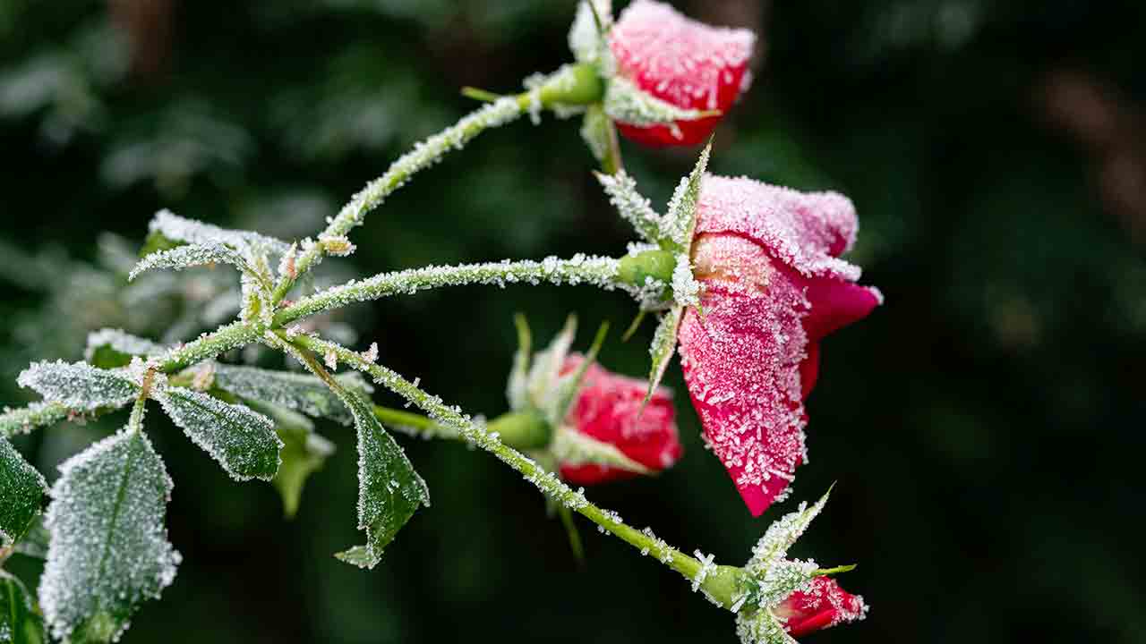 冬の植物？ 冬の間、庭をうまく世話するための4つのヒント。写真: Pexels