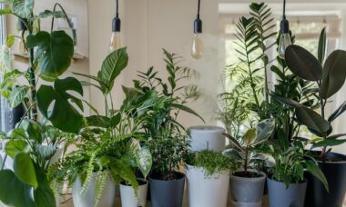 As melhores plantas de Feng Shui para usar em sua casa