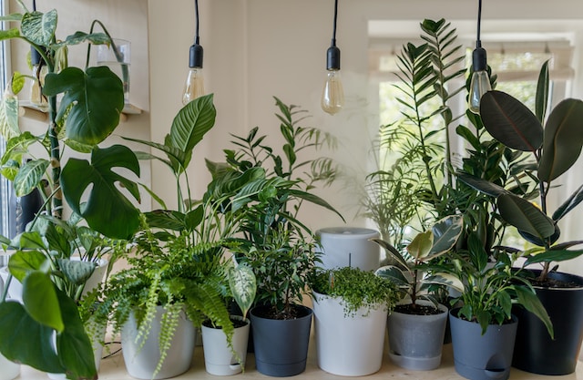 As melhores plantas de Feng Shui para usar em sua casa