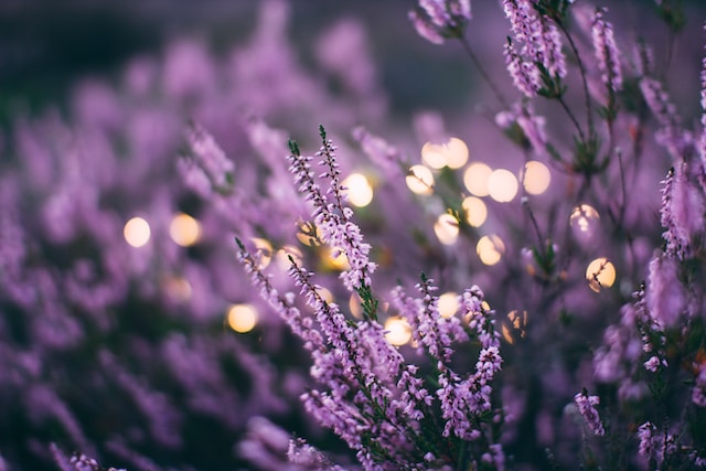 5 piante da seminare durante la primavera