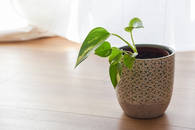 6 Reasons Why Pothos Leaves Are Turning Yellow?