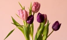 Como cuidar de tulipas em um vaso – e evitar que caiam