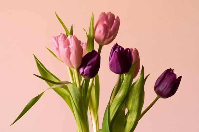 Como cuidar de tulipas em um vaso – e evitar que caiam
