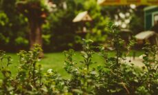 8 plantas que deixarão seu quintal cheiroso