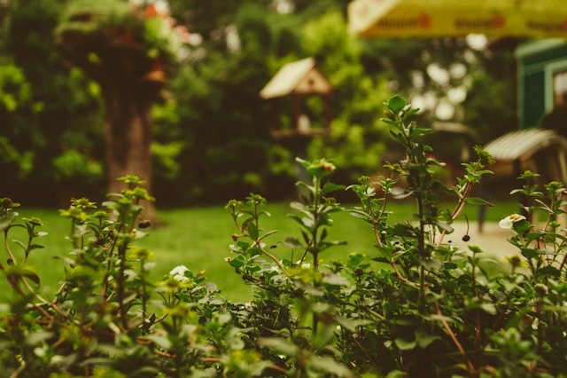 8 plantas que deixarão seu quintal cheiroso