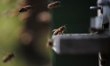 Como se livrar das abelhas carpinteiras que podem danificar seus móveis de madeira para exteriores