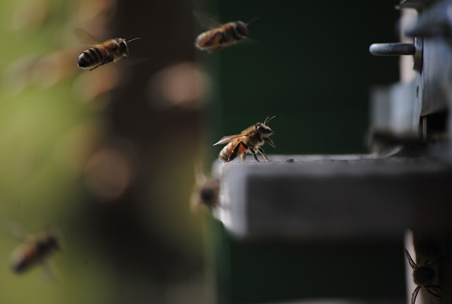 Como se livrar das abelhas carpinteiras que podem danificar seus móveis de madeira para exteriores