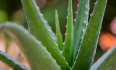 8 dicas importantes para cuidar de uma planta Aloe Vera
