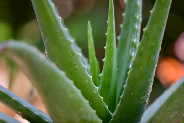 8 dicas importantes para cuidar de uma planta Aloe Vera