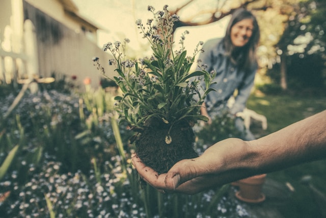 8 flores excelentes para deter pragas no jardim