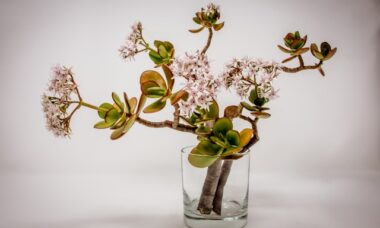 Qual o melhor fertilizante para flores em vasos? Dicas de especialistas para a melhor exibição de plantas em recipientes