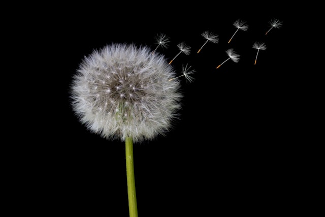 蒲公英是杂草还是花？