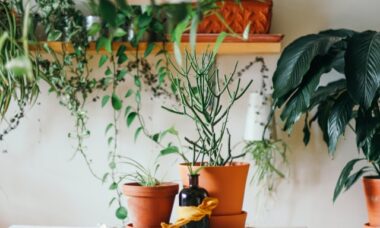 Plantas purificadoras de ar: transformando ambientes com saúde e estilo
