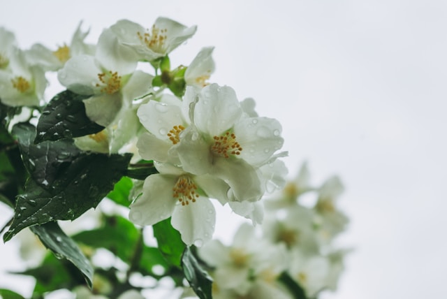 7月にブラジルで剪定する7つの植物