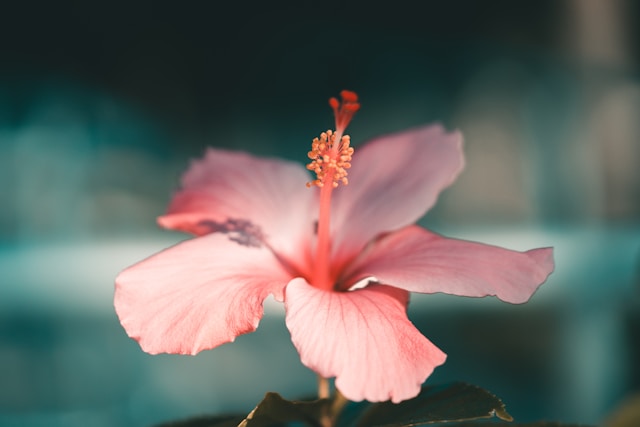 ブラジルの庭に持っている冬の花7種類