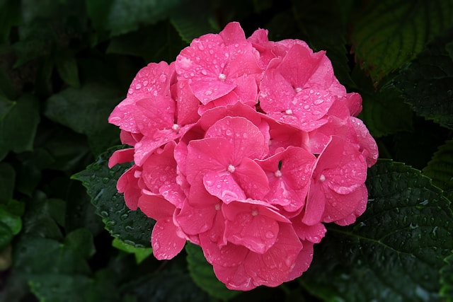 Hortensia blomstrer ikke? Her er hvad du kan gøre for at få blomsterne tilbage