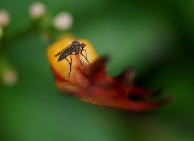 Bicarbonato de sódio contra mosquito funciona? Descubra!