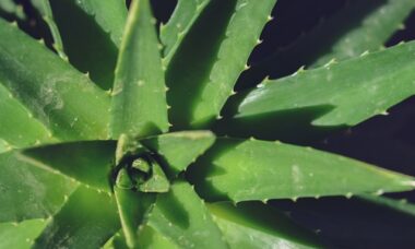 Como cultivar Aloe vera e seus benefícios, incluindo a redução de olheiras