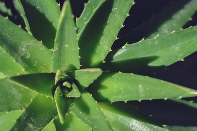 Como cultivar Aloe vera e seus benefícios, incluindo a redução de olheiras