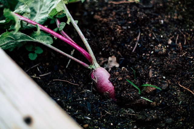 Wat gebeurt er met je tuin tijdens een droogte? 3 tips om hem te redden