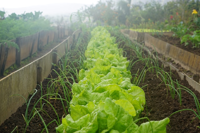 7 planten om in september te kweken