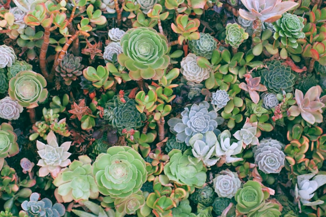 7 planten die je niet te veel water moet geven