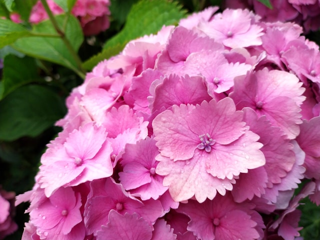 6 veelvoorkomende mythen en misvattingen over het kweken van hortensia's