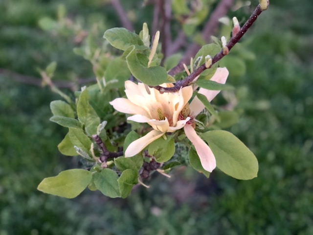 春に剪定すべきではない7つの植物