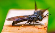 A planta que as moscas odeiam e você deve ter na janela da sua casa