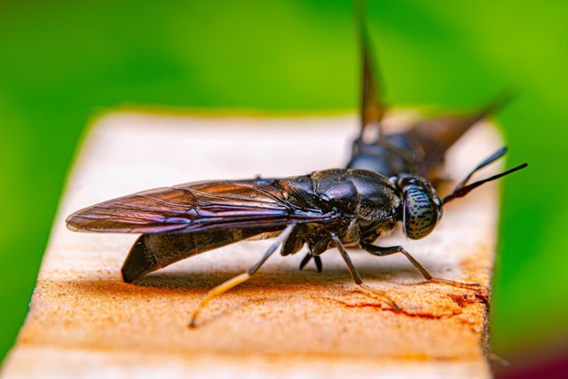 ハエが嫌う植物、そして家の窓辺に置くべき理由