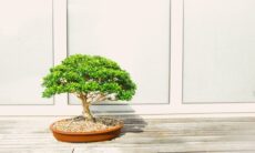 Como cultivar árvores bonsai de bordo japonês