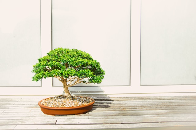 Como cultivar árvores bonsai de bordo japonês 