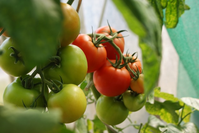 7種類の11月に植えるべき野菜