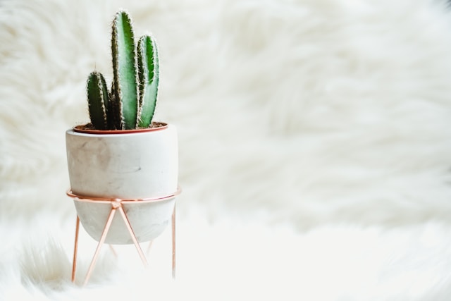 4 "ongelukkige" planten die je beter niet in huis kunt hebben