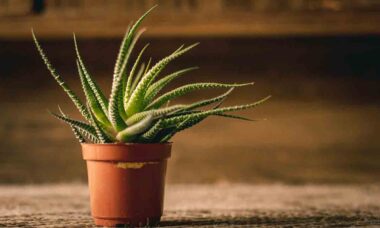 As melhores suculentas de interior – 11 variedades para cultivar em sua casa . Foto: Pexels