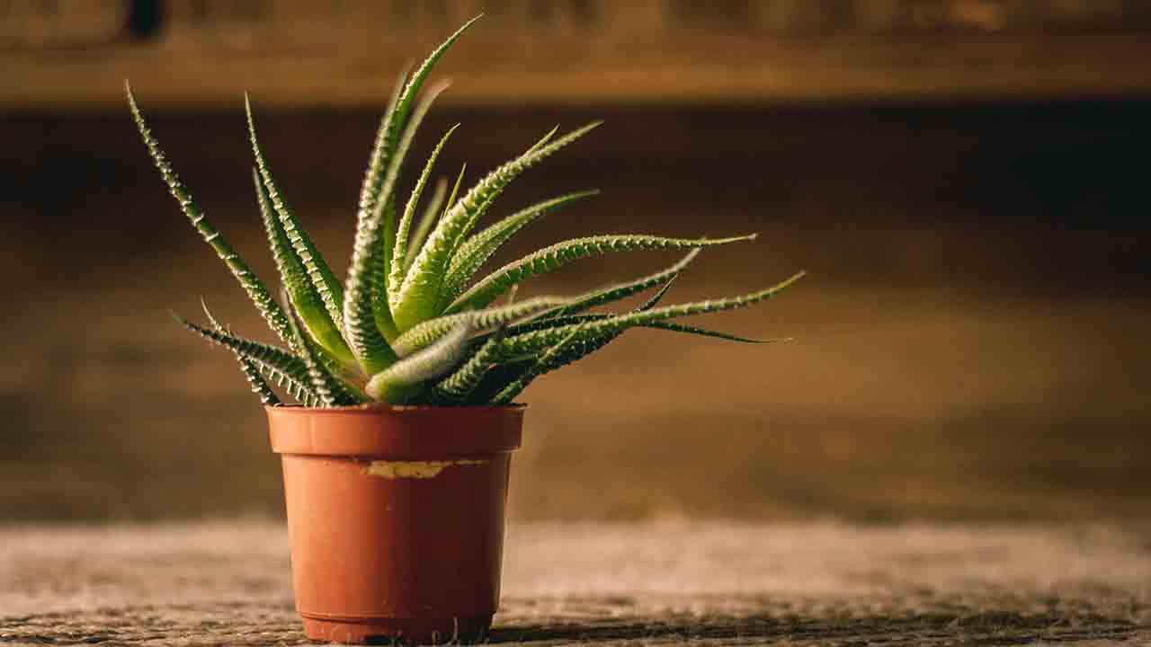 The Best Indoor Succulents – 11 Varieties to Grow in Your Home. Photo: Pexels