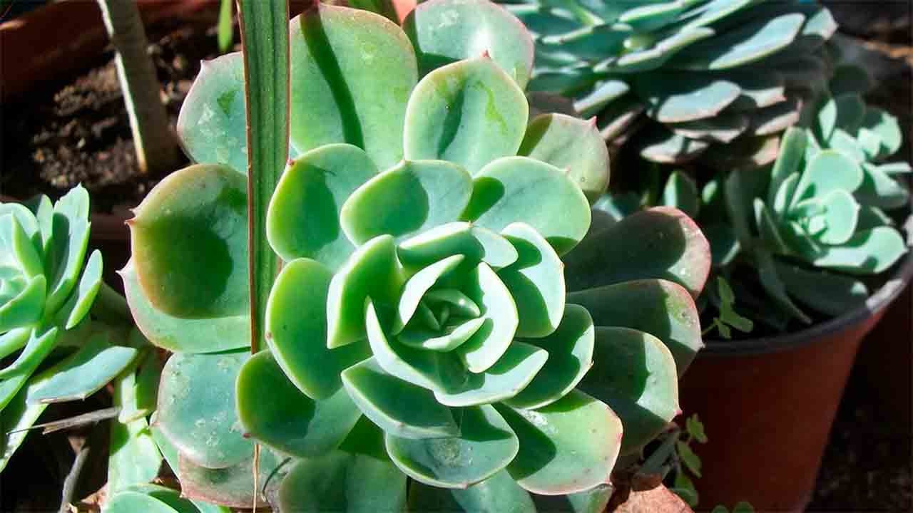 Echeveria. Photo: flickr