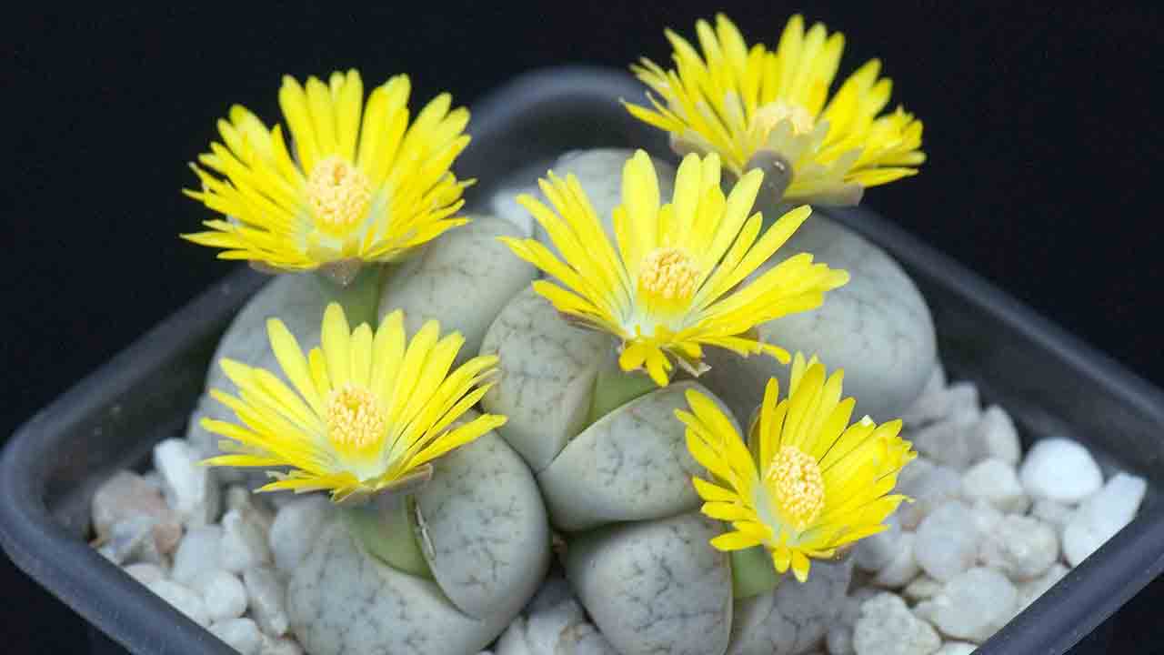 Lithops. Photo: flickr