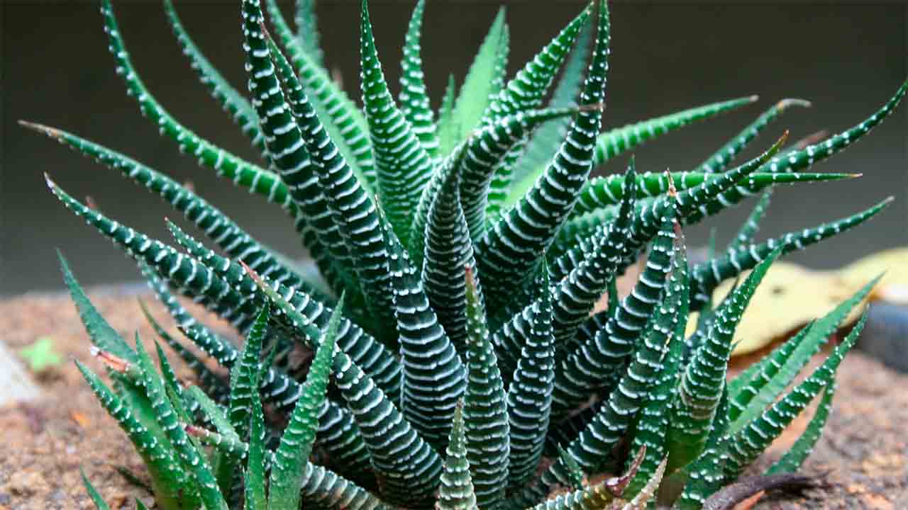 Haworthia. Photo: Wikimedia