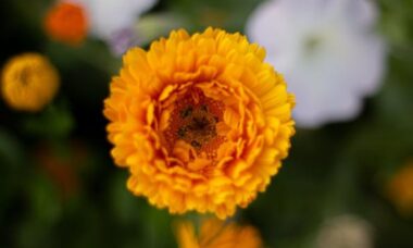 5 flores para plantar em vasos em maio e obter cores exuberantes
