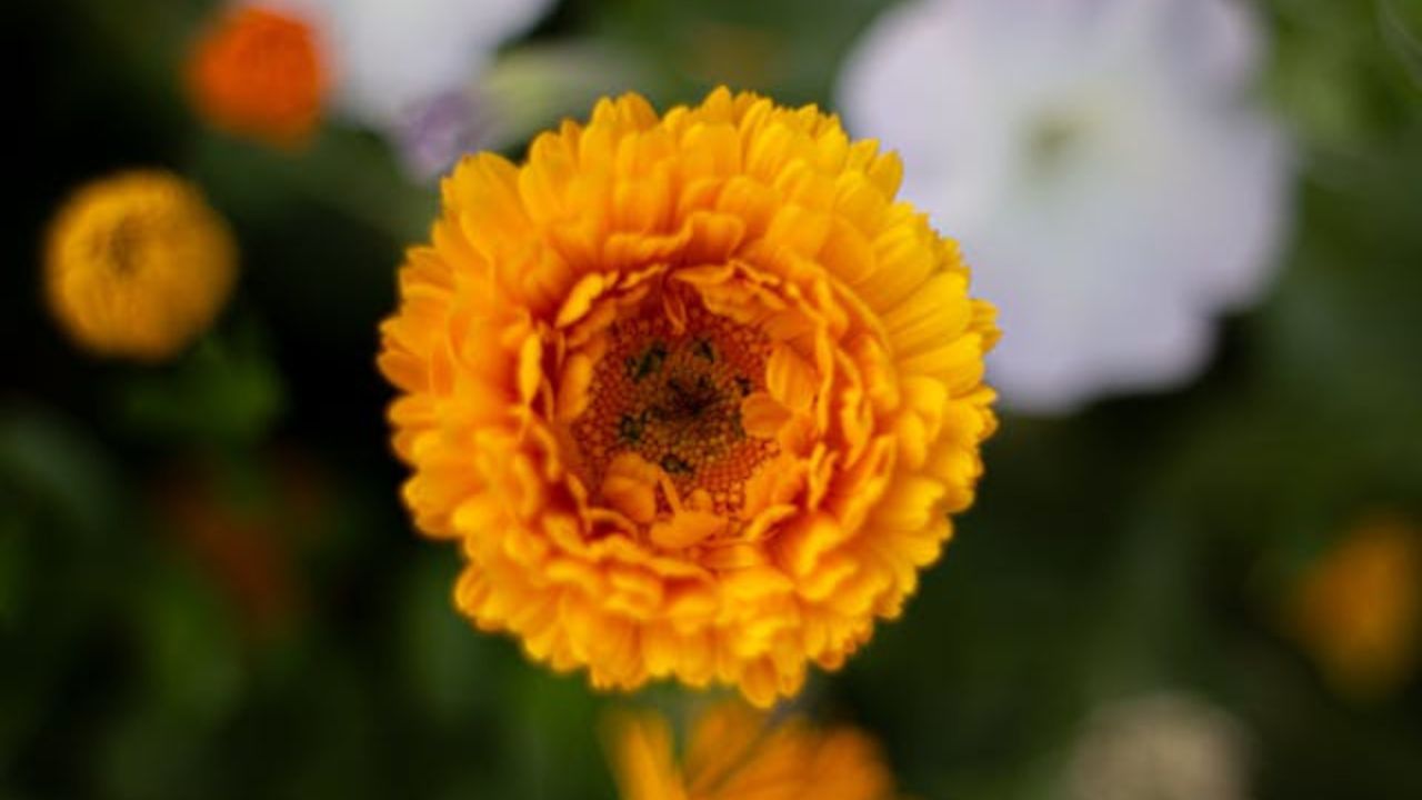 5 flores para plantar em vasos em maio e obter cores exuberantes