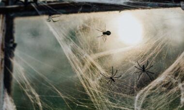 7 cheiros que as aranhas odeiam para mantê-las longe da sua casa