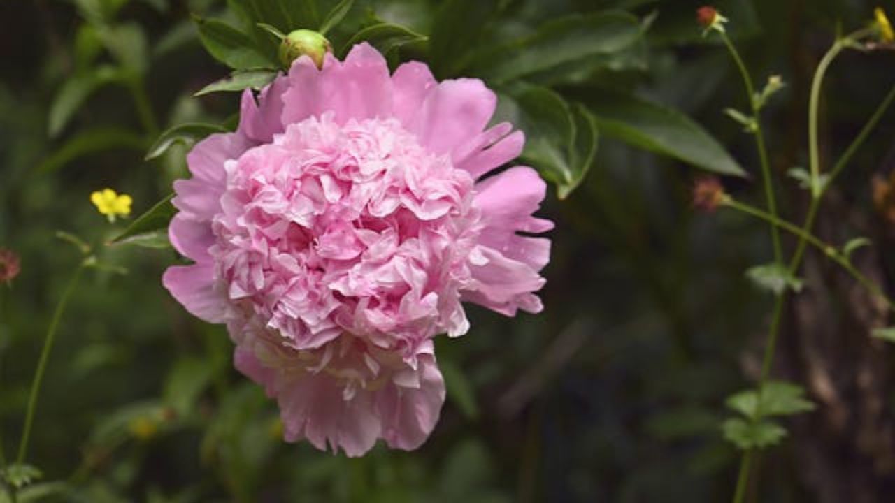 Paeonia suffruticosa