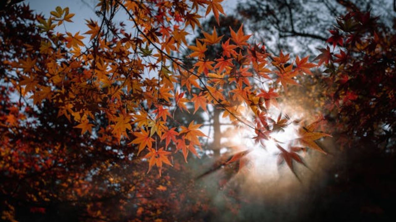 Acer palmatum