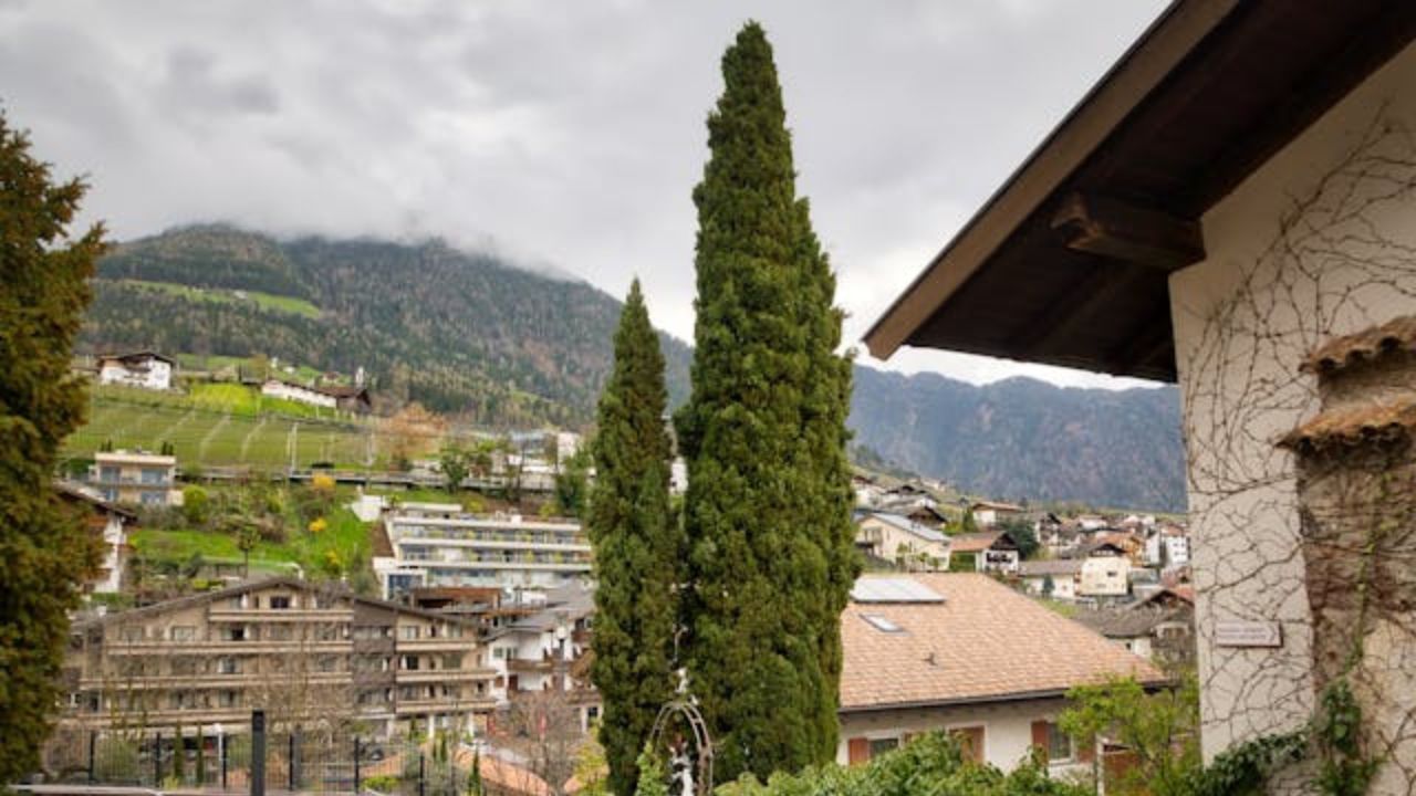 Cupressus sempervirens