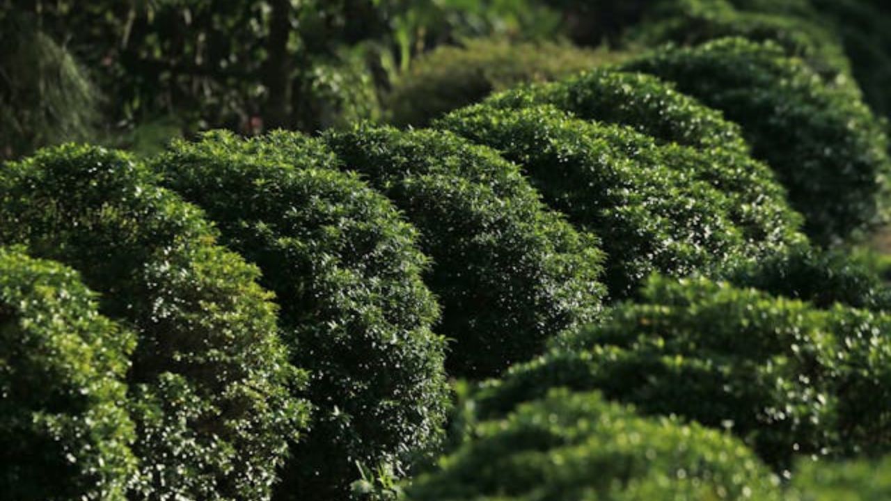 Buxus sempervirens