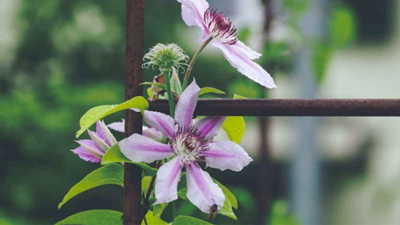Clematis