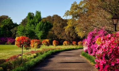 11 plantas de luxo que vão transformar seu jardim, segundo especialistas em paisagismo