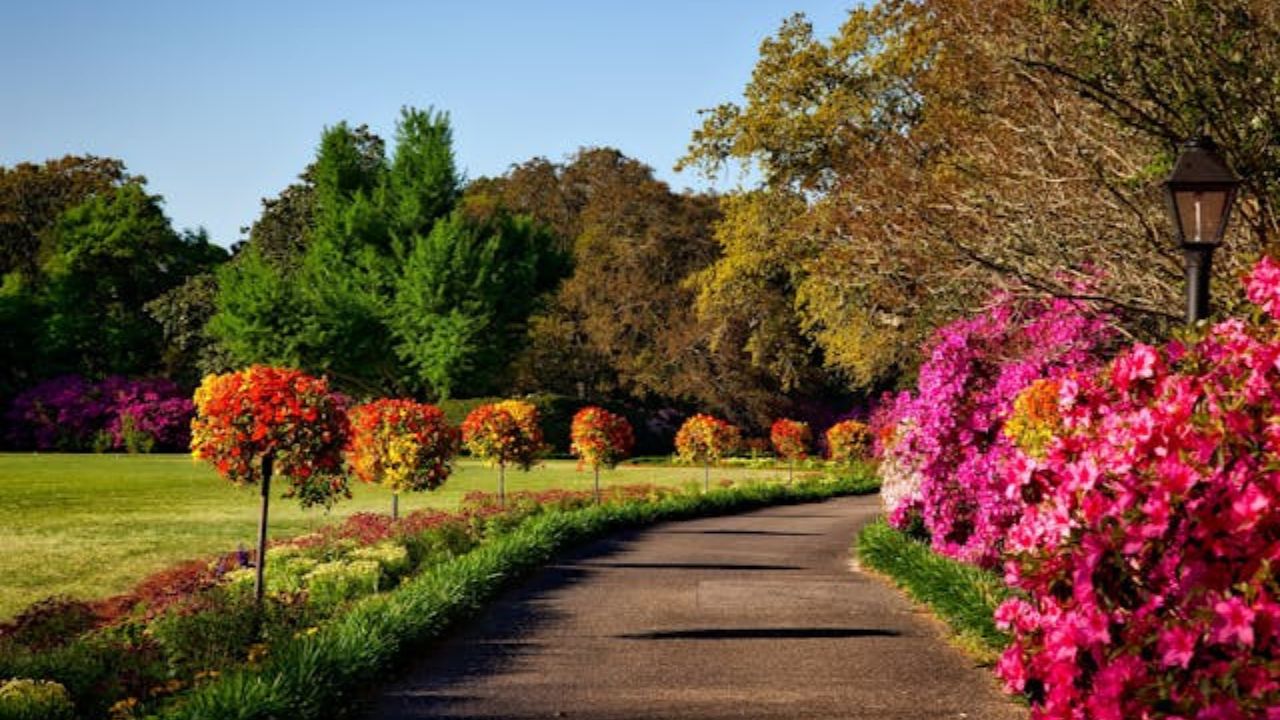 11 plantas de luxo que vão transformar seu jardim, segundo especialistas em paisagismo